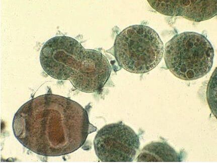 廢水中重金屬污、微生物污染物的處理方法